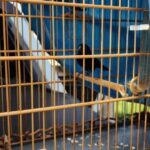 Ipaam e Batalhão Ambiental da PM autuam três pessoas por passarinhar ilegalmente em Iranduba