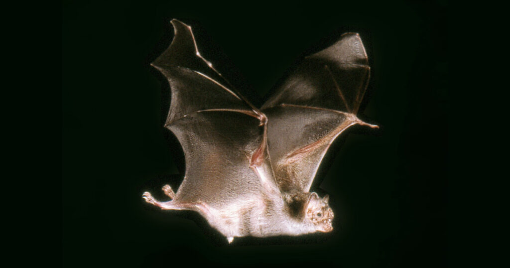 Isolado pela primeira vez vírus parente do sarampo em morcegos da América Latina